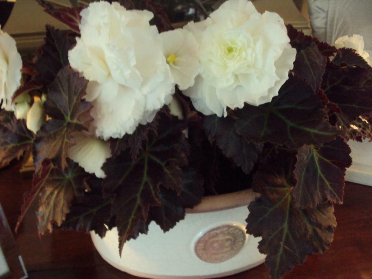 Woodlands Bed and Breakfast Looe Εξωτερικό φωτογραφία