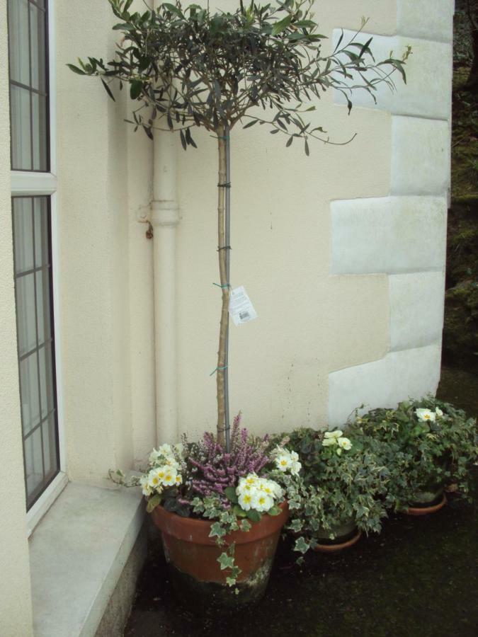Woodlands Bed and Breakfast Looe Εξωτερικό φωτογραφία